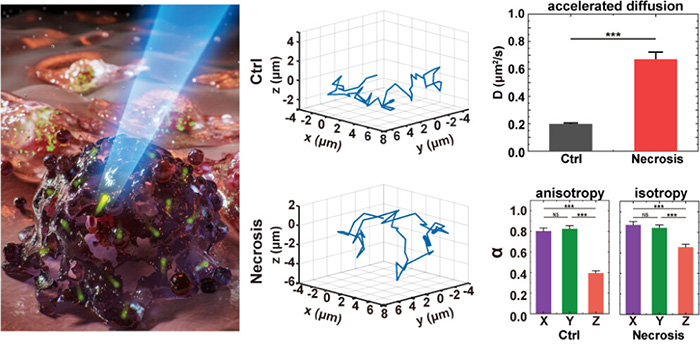 量子点三维单粒子示踪技术揭示坏死细胞内部微环境的时空异质性特征