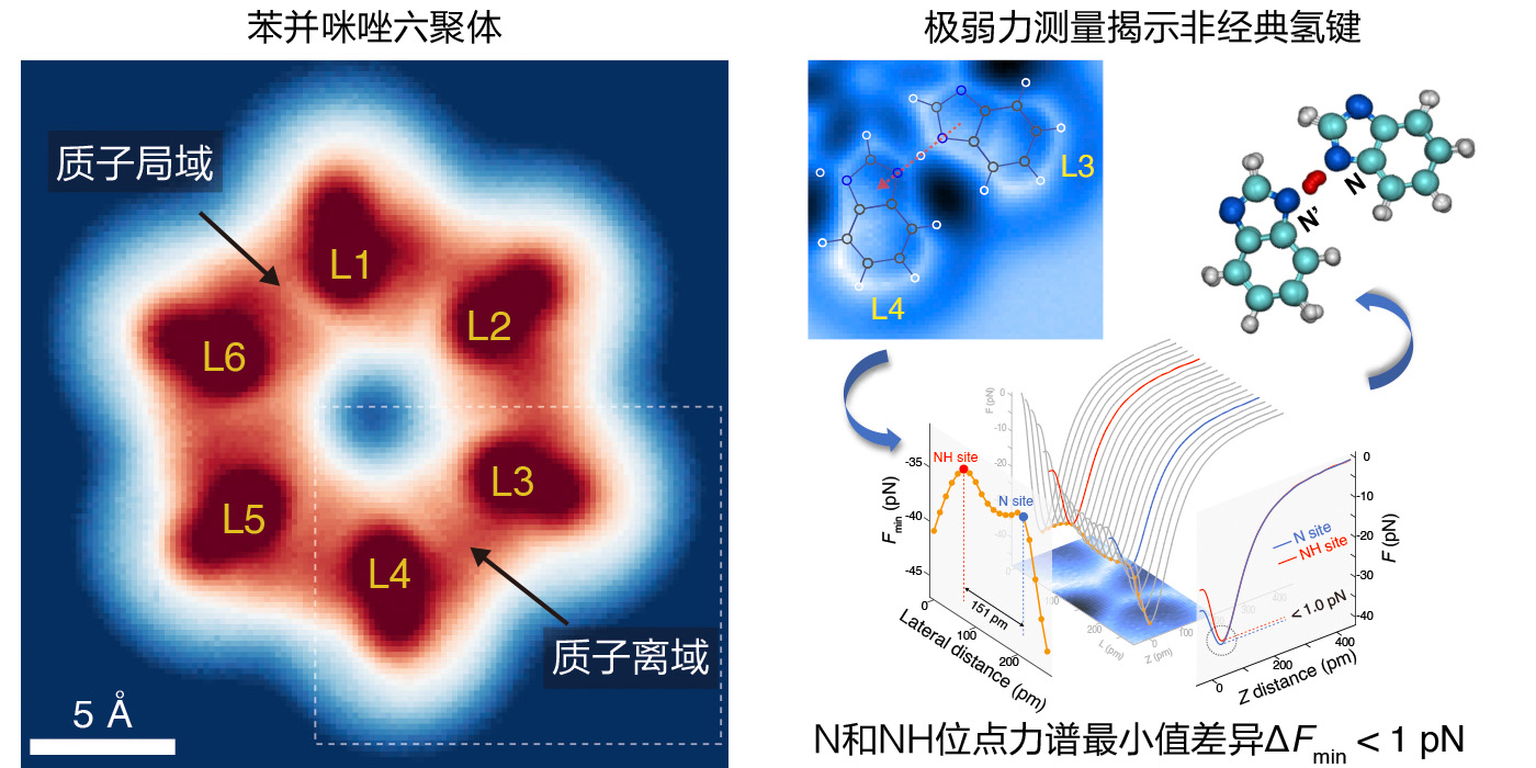 通过极弱力测量揭示氢键中的核量子效应