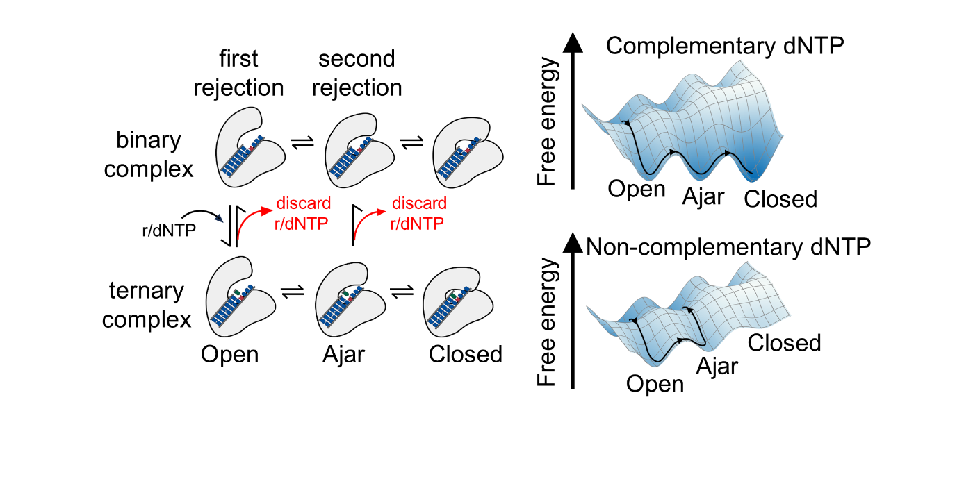 单分子荧光方法揭示DNA聚合酶Ⅰ选择性的动力学机制