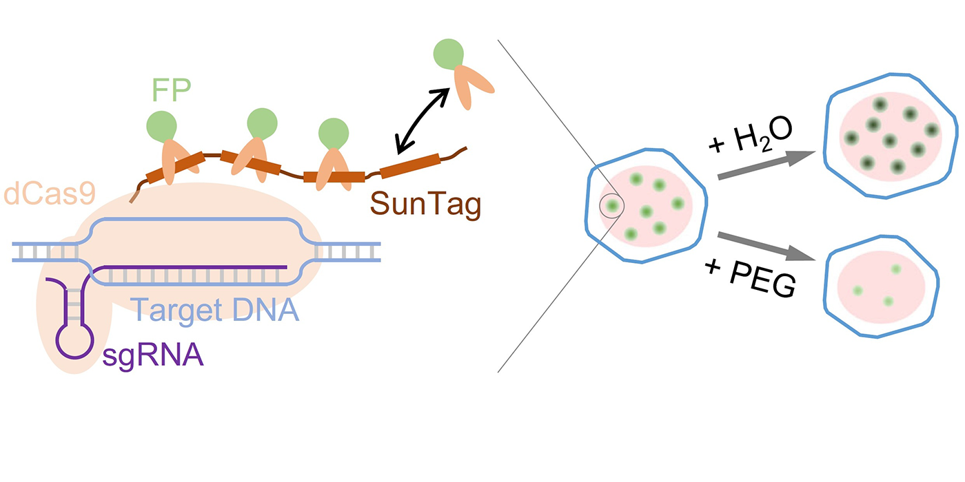 胞外渗透压调控DNA标记与基因转录的物理机制